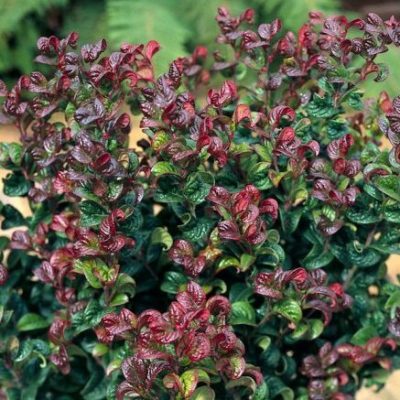 30th Pearl Anniversary Flowering plant: Leucothoe Curly Red