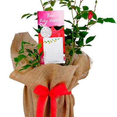 Ruby Wedding Anniversary Rose Bush Gift