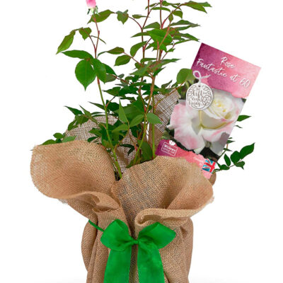 Rose Bush 'Fantastic at 60' Birthday Gift