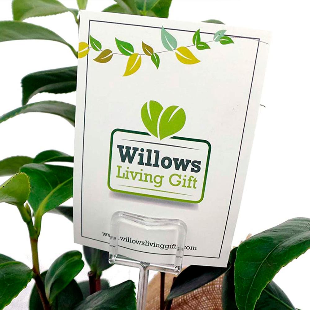 Camellia 'Diamond Head' Diamond Anniversary Plant Gift Delivery Glasgow Scotland