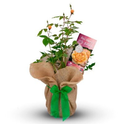 Rose Bush 'Happy 70th' Birthday Gift Plant Glasgow Scotland