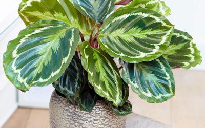 Time to focus on Houseplants