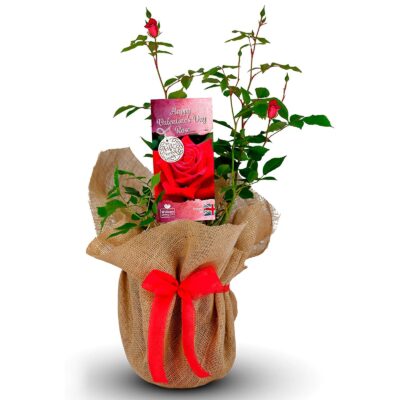 Valentine’s Rose - Send Love on Valentine's Day with a Gorgeous Living Gift