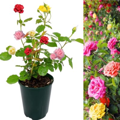 Huge Rose Bush - Tricolour - Red - Pink - Yellow - Very Rare 5litre Pot