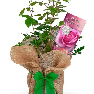 Rose Bush 'Special Daughter'