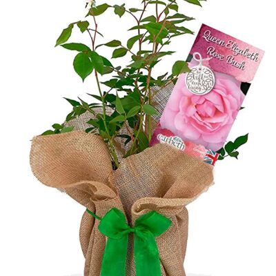 Rose Bush 'Queen Elizabeth'