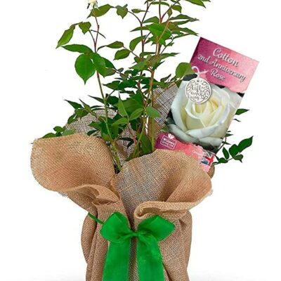 Cotton 2nd Wedding Anniversary Rose Bush Gift