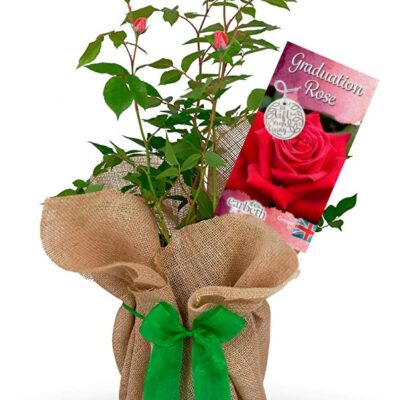 Rose Bush 'Graduation'