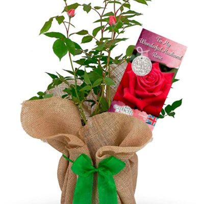 Rose Bush 'To My Wonderful Husband'