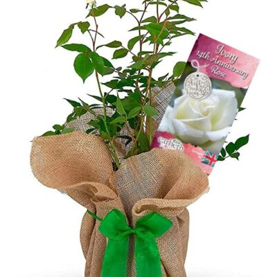 Ivory 14th Wedding Anniversary Rose Bush Gift