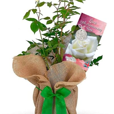 Lace 13th Wedding Anniversary Rose Bush Gift