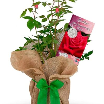 Leather 3rd Wedding Anniversary Rose Bush Gift