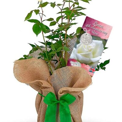 Linen 4th Wedding Anniversary Rose Bush Gift