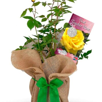 Rose Bush 'Best Teacher'