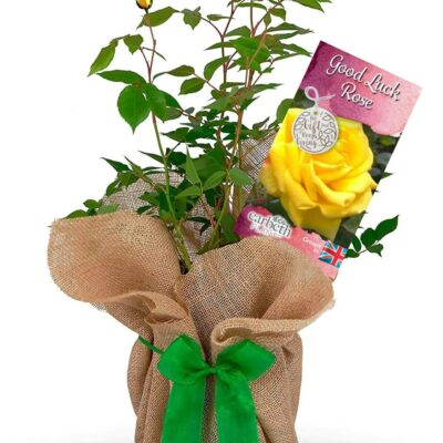Rose Bush 'Good Luck'