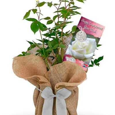 Happy Engagement Rose Bush Gift