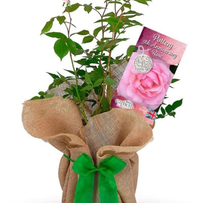 Pottery 9th Wedding Anniversary Rose Bush Gift