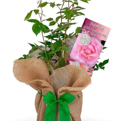 Sapphire 45th Wedding Anniversary Rose Bush Gift