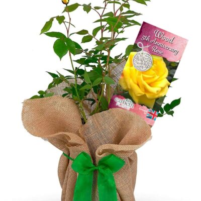 Wood 5th Wedding Anniversary Rose Bush Gift