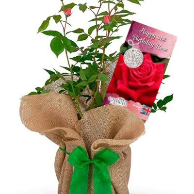 Rose Bush 'Happy 21st Birthday' Birthday Gift