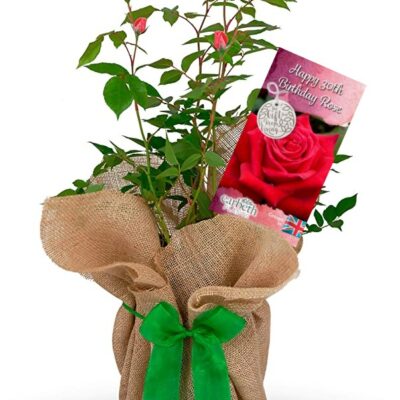 Rose Bush 'Happy 30th Birthday' Birthday Gift