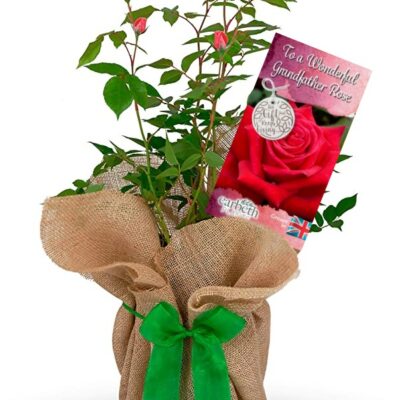 Rose Bush 'To a Wonderful Grandfather'