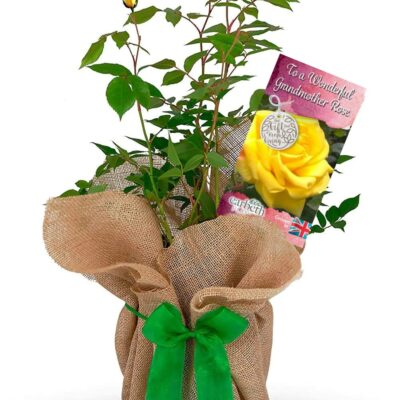 Rose Bush 'To a Wonderful Grandmother'